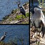 <p align=left>À Clewiston, malgré le grand lac (qui n'a pas de plage), les oiseaux sont rares et je n'ai pas d'appareils sophistiqués (pour voir des photos exceptionnelles, chercher celles de Luc Parent), mais je n'ai pas boudé mon plaisir. <br />Le grand héron, majestueux, de la prestance et pas trop farouche. Pas autant qu'à Val-Comeau, Nouveau-Brunswick, en fait, je crois bien que j'ai toujours photographié le même, fidèle à son poste, près du barrage, guettant son repas.